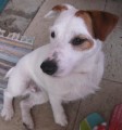 Jack Russel Terier - Enzo