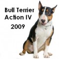 BullTerrier Action IV - 2009