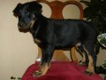 Beauceron-Berger de Beauce-Francouzsk ovk