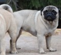 mops plav - chovn pr