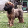 Briard - plav pejsek