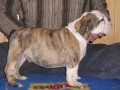 Anglick bulldog-psik s PP