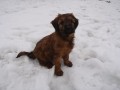 Briard plav pejsci 2 msce