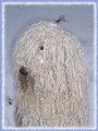 KOMONDOR bl obr s dredy