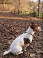 Nabzm kryt hezkm samcem Jack Russell Terira