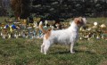 Aust.Champion Myrmidon Jack J Boy