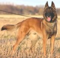 Belgick ovk - Malinois