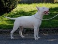 Anglick bullterier