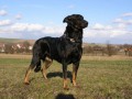 Beauceron