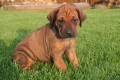 Rhodzsk ridgeback