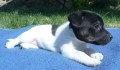 ttka JRT