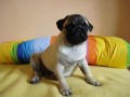 Mops mazlci a ampioni