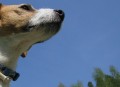 tata JRT s PP