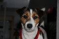 Jack Russell terir s PP - kryt