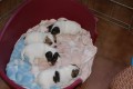 Jack Russell