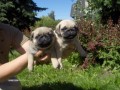 Mops  - tata bez PP