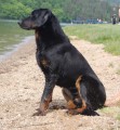 Beauceron - ovk z Francie