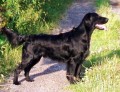 FLAT COATED RETRIEVER