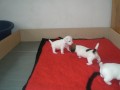 tata Jack Russel terier