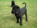 FLAT COATED RETRIEVER - prodej tat s PP