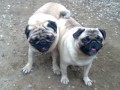 mops
