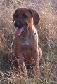 Rhodesian ridgeback