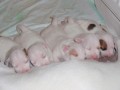 Jack Russell terir bez PP