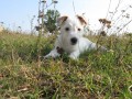 Jack russell  terier