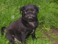 Mops - tata bez pp