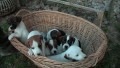 tata jack russel terier