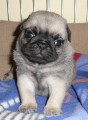 Mops tata s PP