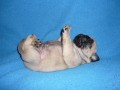 Mops