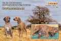 rhodesian ridgeback s PP