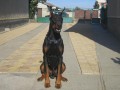 Stenata �istokrvn�ch dobermanov