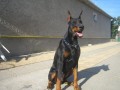 Stenata �istokrvn�ch dobermanov
