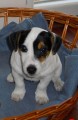 Prodm tn jack russell terier