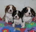kavalr king charles panl