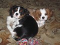 Kavalr King Charles panl