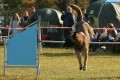 kolika pro ttka a vcvik agility