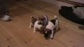 Prodm ttka Jack russel terira