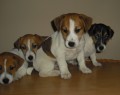 Jack Russell Terier