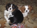 Kavalr King Charles panl
