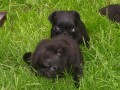 Mops - tata bez pp