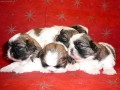 CHS Breed Love - nabz tka plemene Shih-tzu