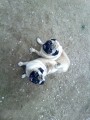 mops