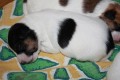 ttka Jack Russell terir s PP