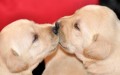 Labrador tata s PP