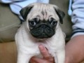 MOPS - tata s PP