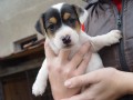 prodm tn jack russell terier