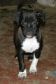 ern fena - mops x jack russel terir, 